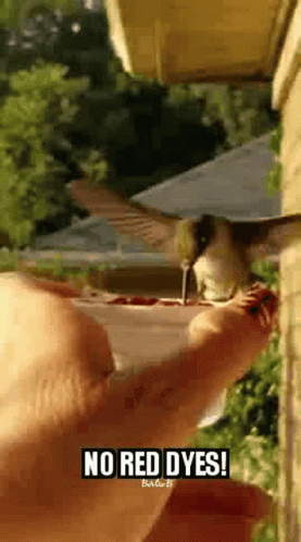 A Hummingbird Is Sitting On A Person 'S Hand With The Words No Red Dyes Written On The Bottom . GIF