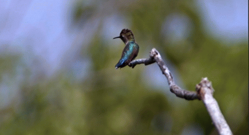 A Hummingbird Perched On A Tree Branch With Trees In The Background GIF