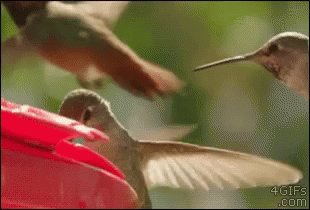 A Hummingbird Sitting On Top Of A Red Flower GIF