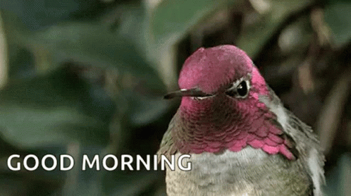 A Hummingbird With A Pink Head And A Long Beak Is Sitting On A Branch . GIF
