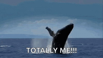 A Humpback Whale Is Breaching Out Of The Ocean With Its Mouth Open . GIF