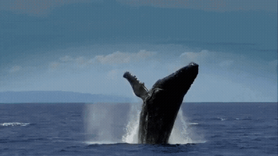 A Humpback Whale Is Breaching Out Of The Water GIF
