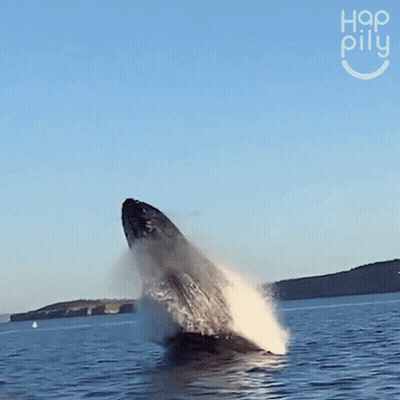 A Humpback Whale Is Jumping Out Of The Water In Front Of A Woman GIF