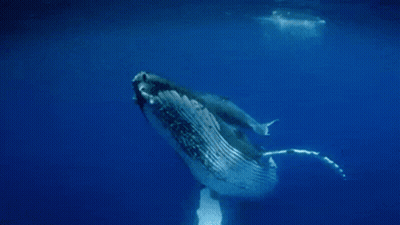A Humpback Whale Is Swimming In The Ocean With Its Mouth Open GIF