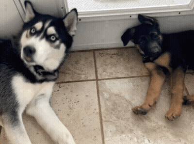 A Husky And A German Shepherd Puppy Are Laying On A Tiled Floor GIF
