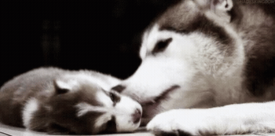 A Husky Dog And A Puppy Are Laying Next To Each Other . GIF