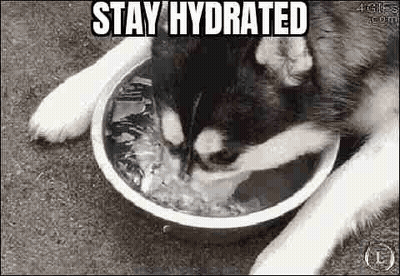 A Husky Dog Is Drinking Water From A Bowl Of Ice Cubes . GIF