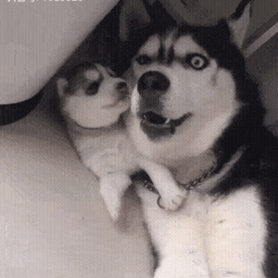 A Husky Dog Is Holding A Puppy In Its Arms And Looking At The Camera . GIF