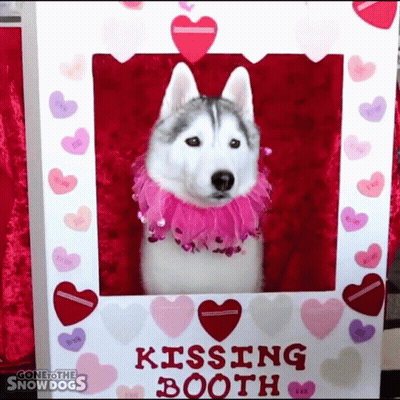 A Husky Dog Is In A Kissing Booth Surrounded By Hearts GIF