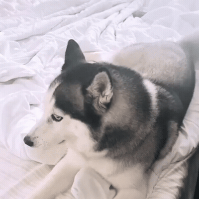 A Husky Dog Is Laying On A Bed With A White Blanket GIF