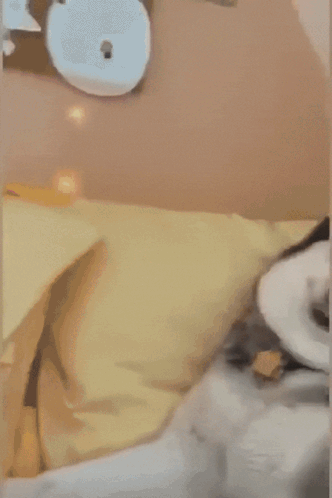 A Husky Dog Is Laying On A Bed With Its Tongue Out GIF
