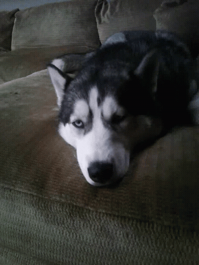 A Husky Dog Is Laying On A Couch Looking At The Camera GIF