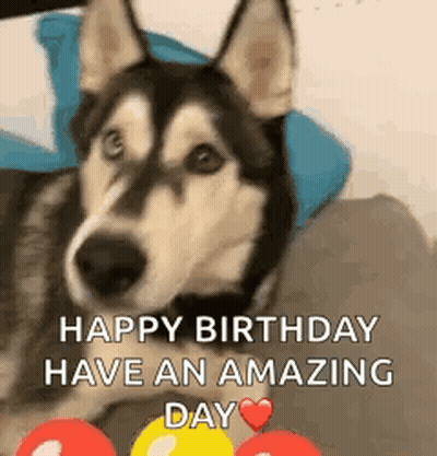 A Husky Dog Is Laying On A Couch With Balloons In Front Of It And Says `` Happy Birthday Have An Amazing Day '' . GIF