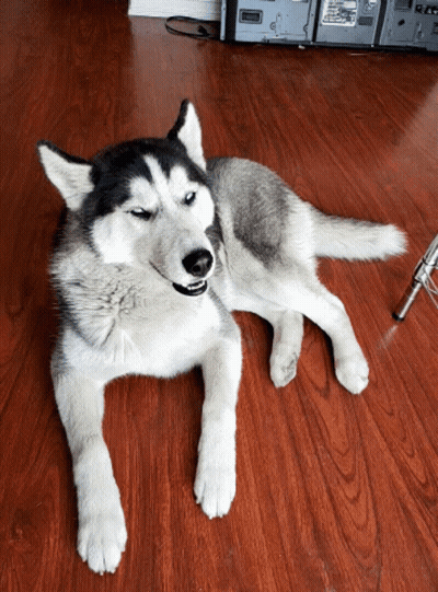 A Husky Dog Is Laying On A Hardwood Floor GIF