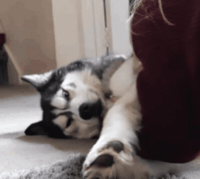 A Husky Dog Is Laying On Its Back Next To A Person GIF