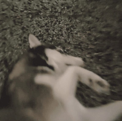 A Husky Dog Is Laying On Its Back With A Question Mark Above It GIF