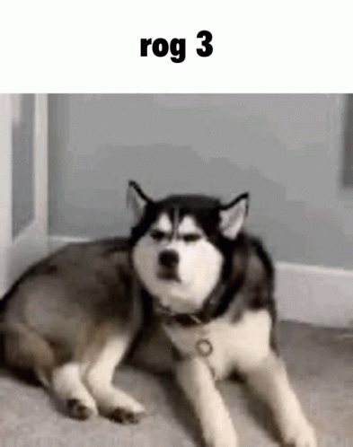 A Husky Dog Is Laying On The Floor In A Room With A Cat . GIF