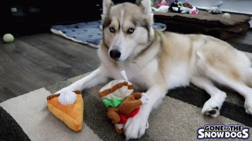A Husky Dog Is Laying On The Floor Next To A Stuffed Pumpkin Pie And A Stuffed Hamburger GIF