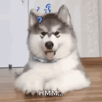 A Husky Dog Is Laying On The Floor With Its Tongue Hanging Out And A Question Mark On Its Head . GIF