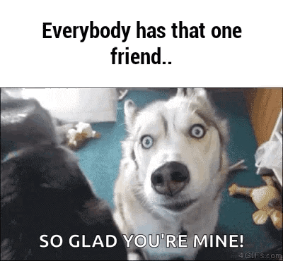 A Husky Dog Is Looking At The Camera And Says `` Everybody Has That One Friend ... So Glad You 'Re Mine '' GIF