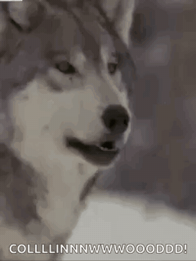 A Husky Dog Is Looking At The Camera With Its Mouth Open And Its Eyes Closed . GIF