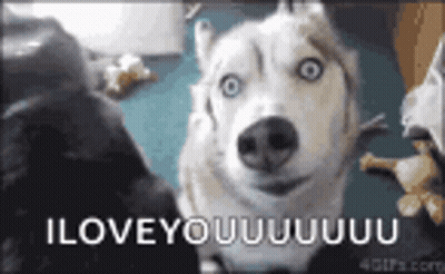 A Husky Dog Is Looking At The Camera With The Words `` I Love You '' Written On It . GIF