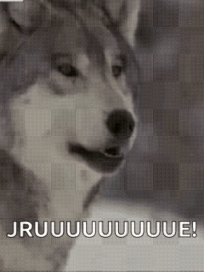 A Husky Dog Is Looking At The Camera With The Words `` Jruuuuuuue '' Written On The Bottom . GIF