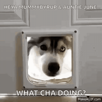 A Husky Dog Is Looking Through A Cat Door And Making A Funny Face . GIF