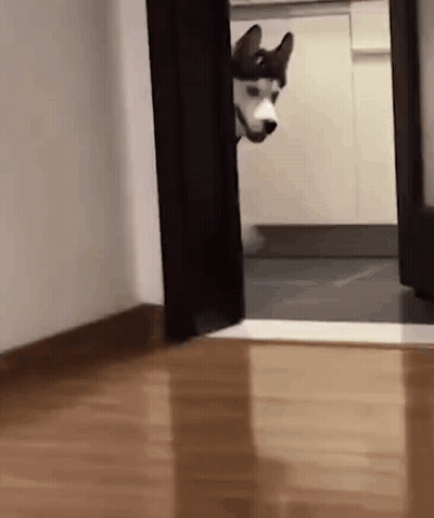 A Husky Dog Is Peeking Out Of A Doorway In A Hallway . GIF