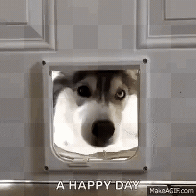 A Husky Dog Is Peeking Through A Cat Door . GIF