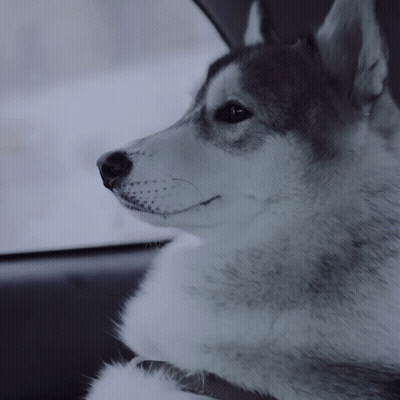 A Husky Dog Is Sitting In A Car And Looking Out The Window GIF