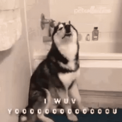 A Husky Dog Is Sitting In Front Of A Bathtub With Its Mouth Open GIF