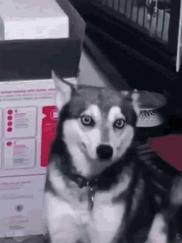 A Husky Dog Is Sitting In Front Of A Box And Making A Face . GIF