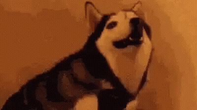A Husky Dog Is Sitting In Front Of A Wall And Looking At The Camera . GIF