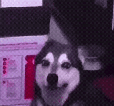 A Husky Dog Is Sitting Next To A Person In A Room . GIF