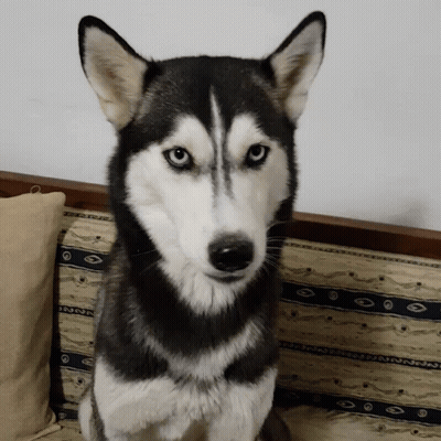 A Husky Dog Is Sitting On A Couch And Looking At The Camera With A Pillow In The Background GIF