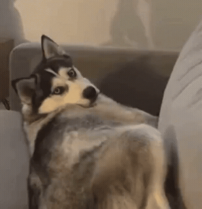 A Husky Dog Is Sitting On A Couch And Looking At The Camera With A Surprised Look On Its Face . GIF