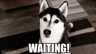 A Husky Dog Is Sitting On A Rug With The Words Waiting Written On It . GIF