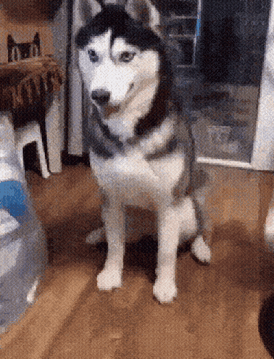 A Husky Dog Is Sitting On Its Hind Legs On A Wooden Floor In A Room . GIF