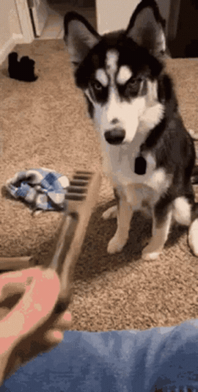 A Husky Dog Is Sitting On The Floor Next To A Brush . GIF