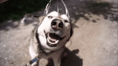 A Husky Dog Is Smiling And Looking Up At The Camera With Its Mouth Open GIF