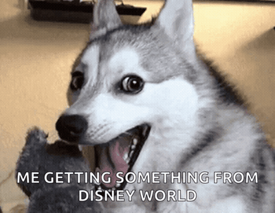 A Husky Dog Is Smiling With The Words Me Getting Something From Disney World Written Below It . GIF