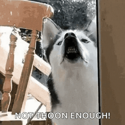A Husky Dog Is Standing In Front Of A Chair And Looking At The Camera . GIF