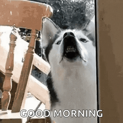 A Husky Dog Is Standing In Front Of A Chair With Its Mouth Open And Saying `` Good Morning '' . GIF