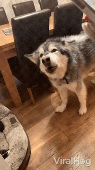 A Husky Dog Is Standing In Front Of A Dining Room Table And Chairs . GIF