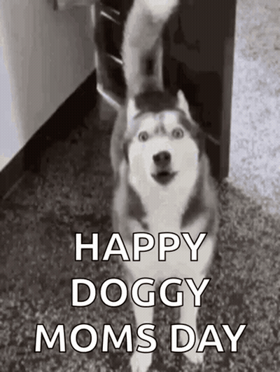 A Husky Dog Is Standing On A Carpet And Waving Its Tail . GIF