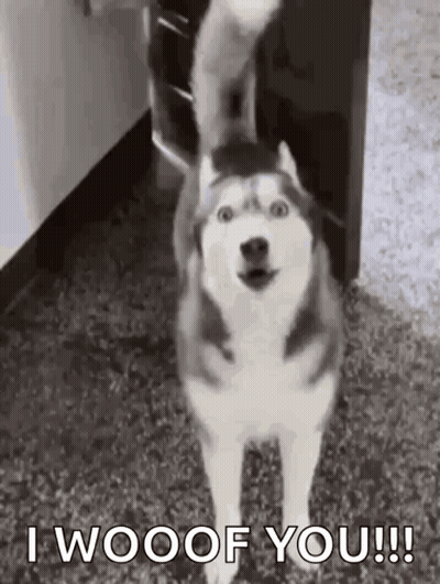 A Husky Dog Is Standing On A Carpet With Its Tail In The Air And Says `` I Woof You '' . GIF