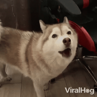 A Husky Dog Is Standing On A Wooden Floor With Its Mouth Open . GIF
