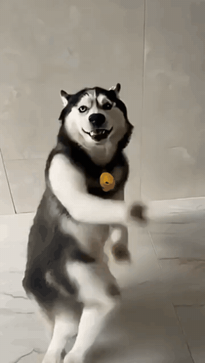 A Husky Dog Is Standing On Its Hind Legs And Smiling . GIF