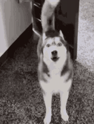 A Husky Dog Is Standing On Its Hind Legs On A Carpet And Waving Its Tail . GIF